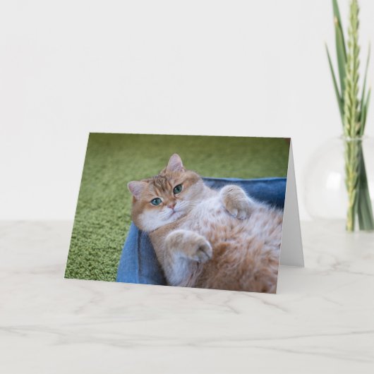 Hosico kijkt naar je kaart (Voorkant)