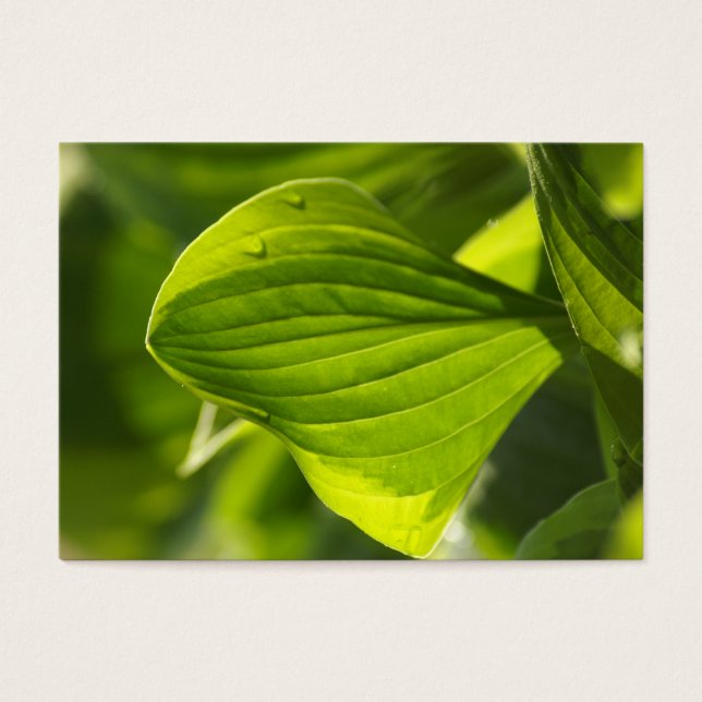 Hosta 1 visitekaartjes (Voorkant)