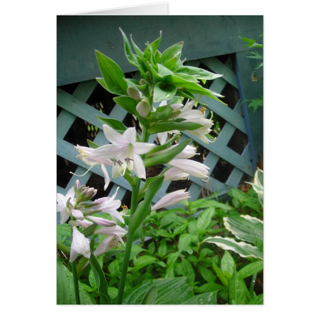 Hosta Bells (Devant)
