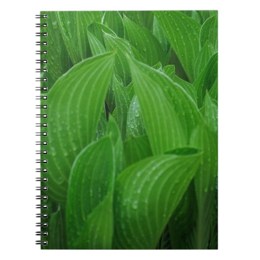 Hosta bladeren met regendruppels Notitieboek (Voorkant)