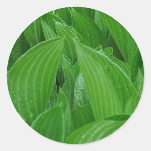 Hosta-bladeren met spoelrops-stickers ronde sticker