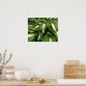 Hosta Bladeren Poster (Keuken)