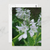 Hosta Blooms Briefkaart (Voorkant / Achterkant)