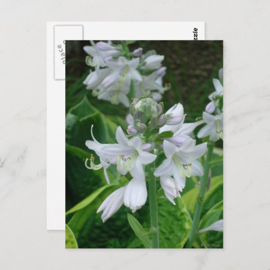 Hosta Blooms Briefkaart (Voorkant / Achterkant)