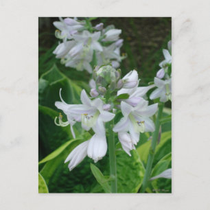 Hosta Blooms Briefkaart