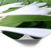 Hosta dans le calendrier poster de jardin Zen 2017 (Coin)