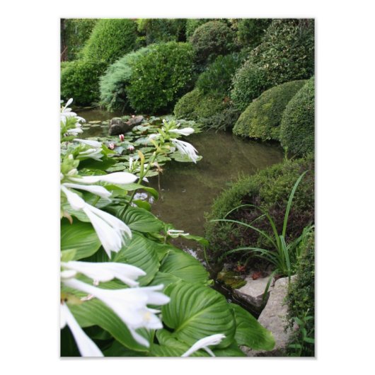 Hosta dans un jardin zen Photo (Devant)