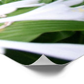 Hosta dans une affiche de jardin zen (Coin)