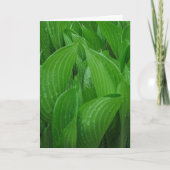 Hosta Feuilles avec Raindrops carte d'anniversaire (Devant)