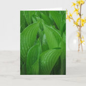 Hosta Feuilles avec Raindrops carte d'anniversaire (Fleur jaune)