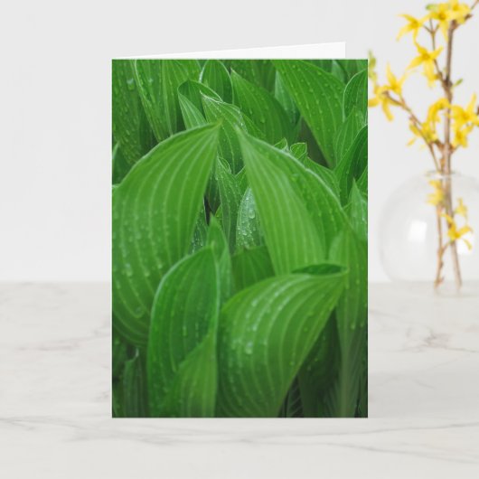 Hosta Feuilles avec Raindrops carte d'anniversaire (Fleur jaune)