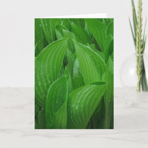 Hosta Feuilles avec Raindrops carte d'anniversaire