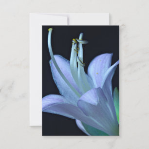 Hosta Flower  Paarse en Blauwe Classic Bloemen