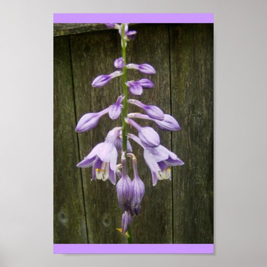 Hosta Flower Poster (Voorkant)