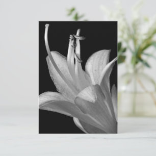 Hosta Flower Zwart, Wit Elegant Macro Foto