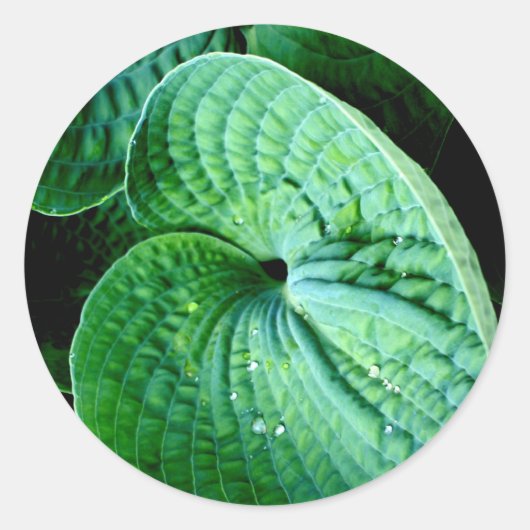 Hosta Heart Ronde Sticker (Voorkant)