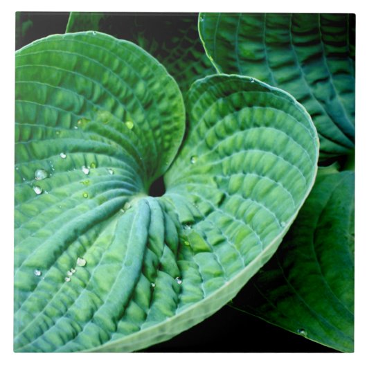 Hosta Heart Tegeltje (Voorkant)