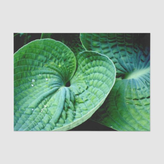 Hosta Heart Tissuepapier (Voorkant)