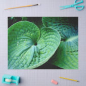 Hosta Heart Tissuepapier (Craft)