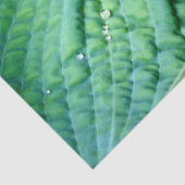 Hosta Heart Tissuepapier (Detail)