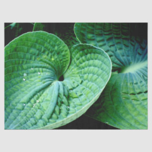 Hosta Heart Tissuepapier