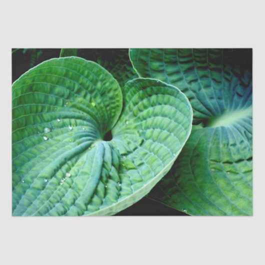Hosta Heart Tissuepapier (Voorkant)