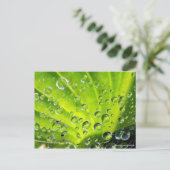 Hosta in de Morning Dew Briefkaart (Staand voorkant)