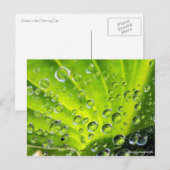 Hosta in de Morning Dew Briefkaart (Voorkant / Achterkant)