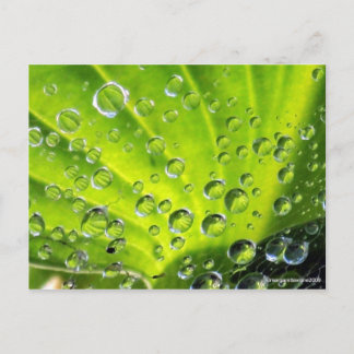 Hosta in de Morning Dew Briefkaart