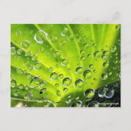 Hosta in de Morning Dew Briefkaart (Voorkant)