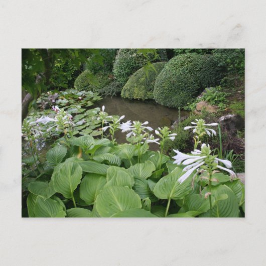 Hosta in een Zen Garden 2 Briefkaart (Voorkant)
