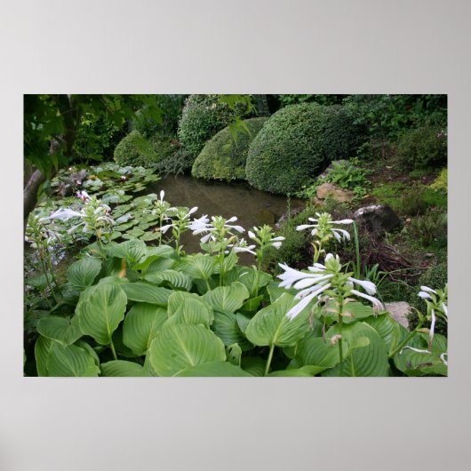 Hosta in een Zen Garden 2 Poster (Voorkant)
