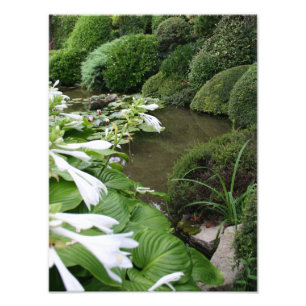 Hosta in een Zen Garden - Foto afdrukken Afdruk