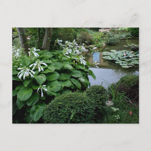 Hosta in the Zen Garden 3 Carte postale (Devant)