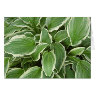 HOSTA LA VISTA