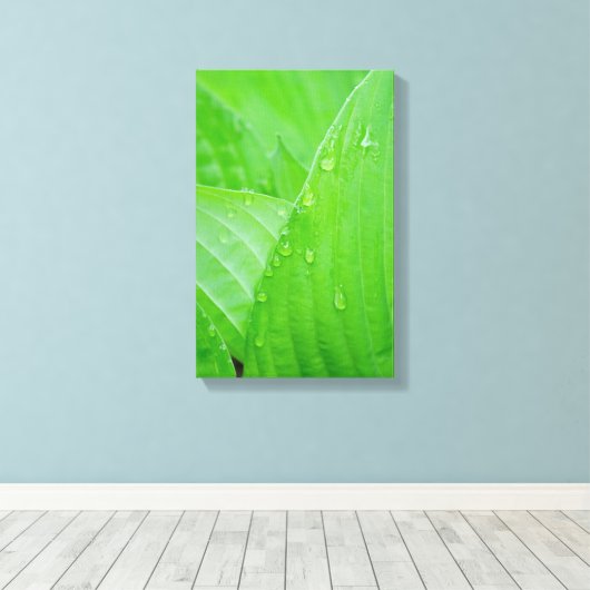 Hosta laat waterdruppels vallen canvas afdruk (Insitu (Houten vloer))