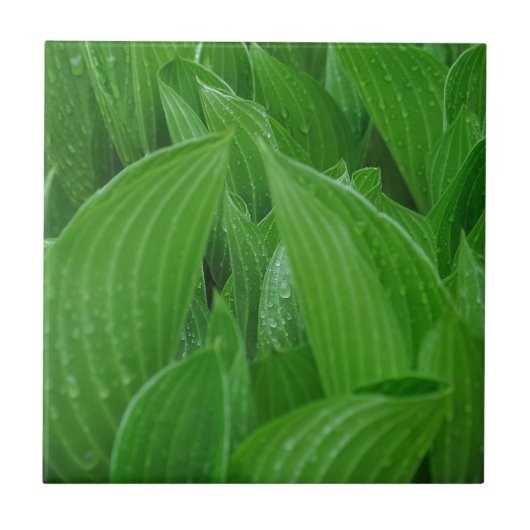 Hosta Leaves met Raindrops Tile Tegeltje (Voorkant)