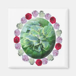 Hosta met rode witte roze pinda's Gardening Magnet Magneet