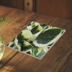 Hosta Plant Bladeren Bloemstuk Tegeltje