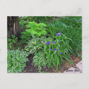 Hosta tuin met paarse bloemen ansichtkaart briefkaart
