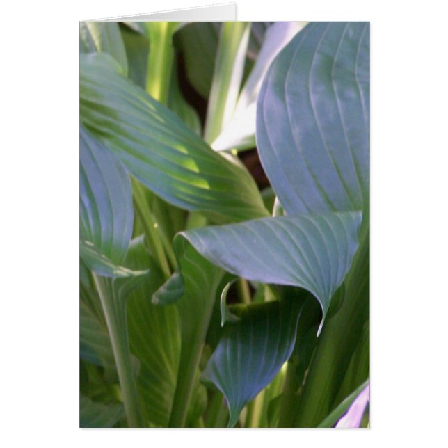 Hostas (Voorkant)