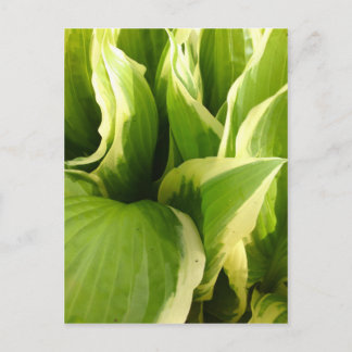 Hostas Briefkaart