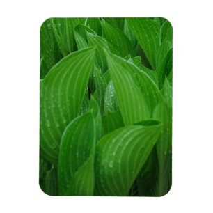 Hostas met Raindrops Flexible Magnet Magneet