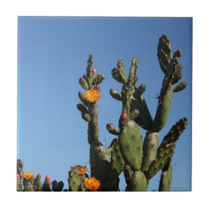 Hot Africa Desert Cactus Plant Pricly Pear Flower Tegeltje