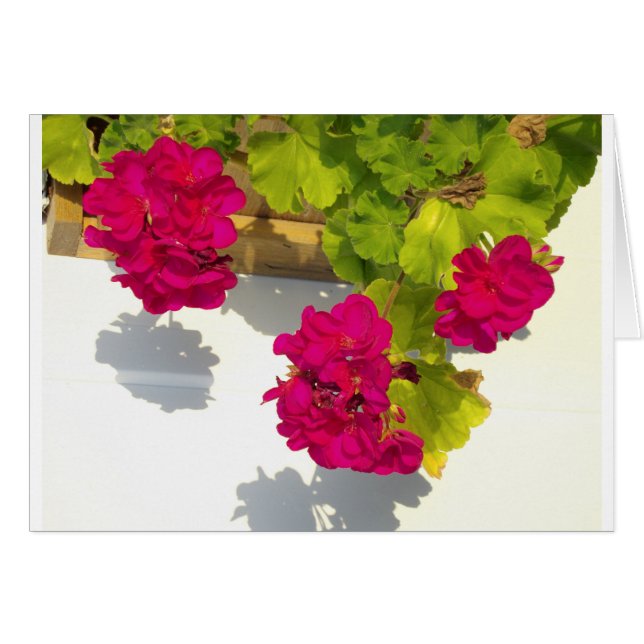 HOt fleurs florales roses Géranium rose (Devant horizontal)