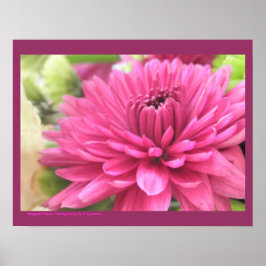 Hot Pink Chrysanthemum Flower Mums Flowers Foto Poster