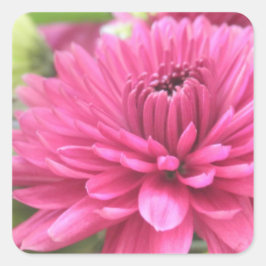 Hot Pink Chrysanthemum Flower Mums Flowers Foto Vierkante Sticker