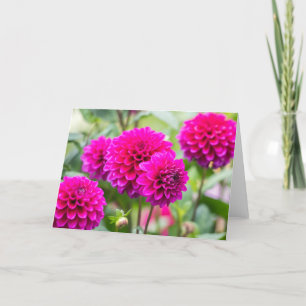 Hot Pink Dahlia Pompom Flowers Kaart