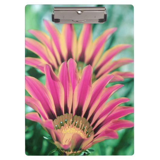 Hot Pink Daisy Klembord (Voorkant)