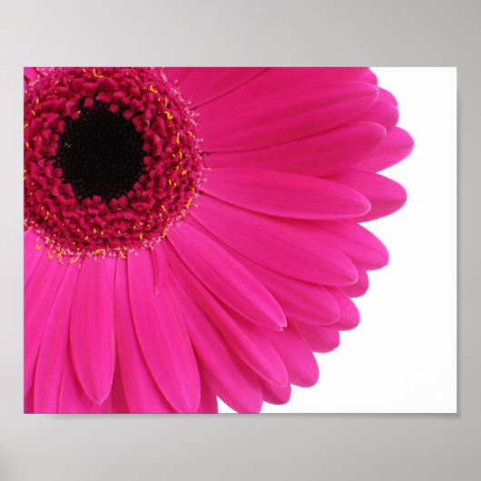 Hot Pink Gerbera Daisy Close-up Poster (Voorkant)